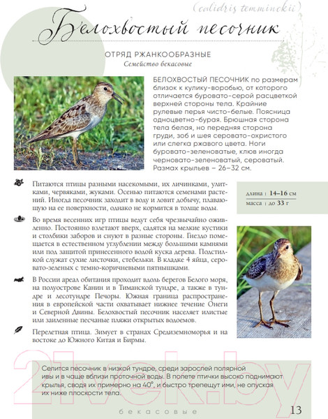 Изображение товара Энциклопедия Эксмо Птицы России (Матанцев А.)