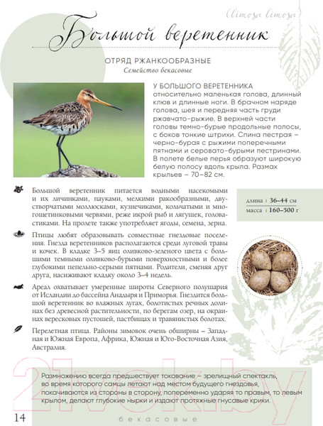 Изображение товара Энциклопедия Эксмо Птицы России (Матанцев А.)