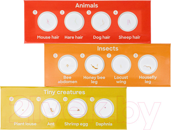 Изображение товара Набор микропрепаратов Levenhuk Discovery Фауна / 78224 (12шт)