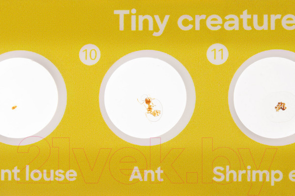 Изображение товара Набор микропрепаратов Levenhuk Discovery Фауна / 78224 (12шт)