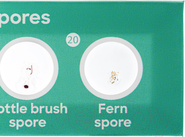 Изображение товара Набор микропрепаратов Levenhuk Discovery Флора / 78225 (12шт)