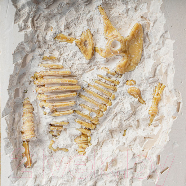 Изображение товара Набор для опытов Bondibon Исторические раскопки. Динозавры Велоцираптор / ВВ5144