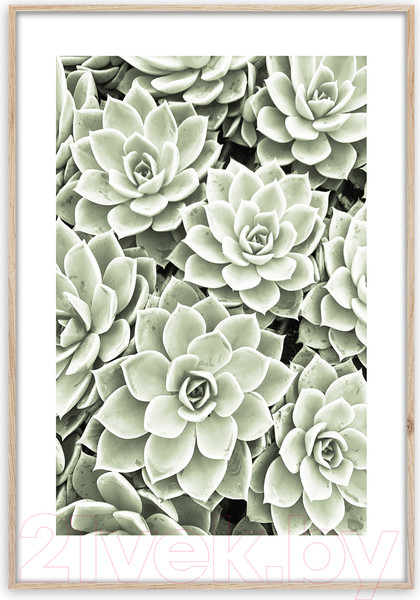 Изображение товара Картина Orlix Суккуленты 2 / OB-14050