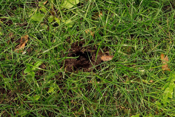 Изображение товара Культиватор ручной Tornadica TOR-32SOR