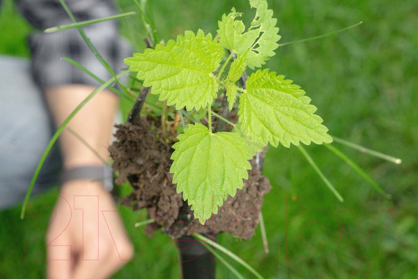Изображение товара Культиватор ручной Tornadica TOR-32SOR