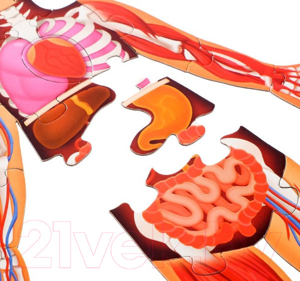 Изображение товара Развивающая книга Буква-ленд Мое тело / 4738871