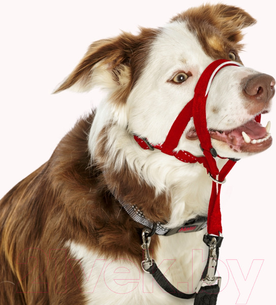 Изображение товара Недоуздок Halti Headcollar / 12406/COA (Size 2, красный)