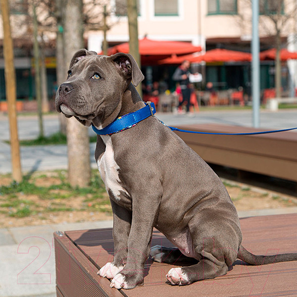 Изображение товара Ошейник Ferplast Daytona Fantasy C25/45 (синий)