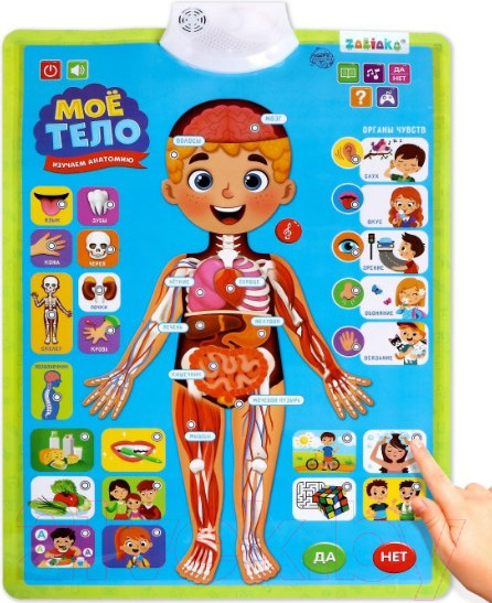 Изображение товара Развивающий плакат Zabiaka Изучаем анатомию: мое тело / 5148294