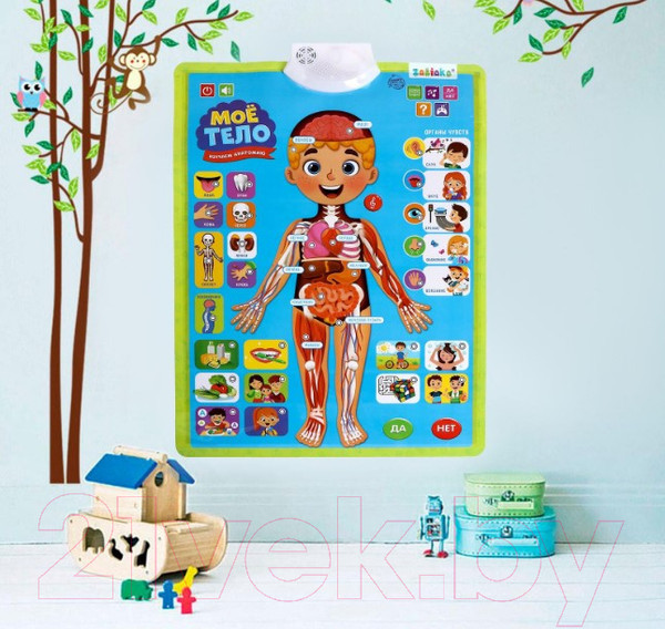 Изображение товара Развивающий плакат Zabiaka Изучаем анатомию: мое тело / 5148294