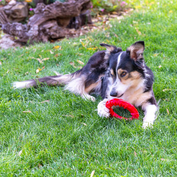 Изображение товара Игрушка для собак Ferplast Кольцо M / 86792012 (красный)