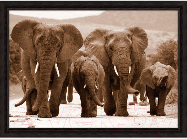 Изображение товара Картина Декарт Слоны 8Л2664 (в раме)