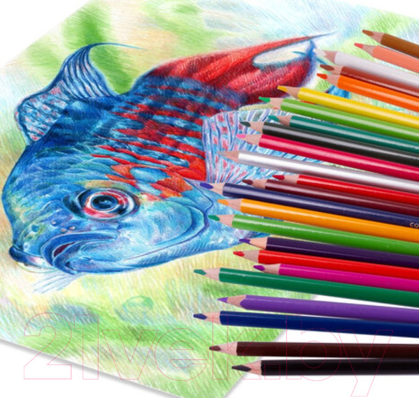 Изображение товара Набор цветных карандашей Brauberg Premium / 181653 (24цв)