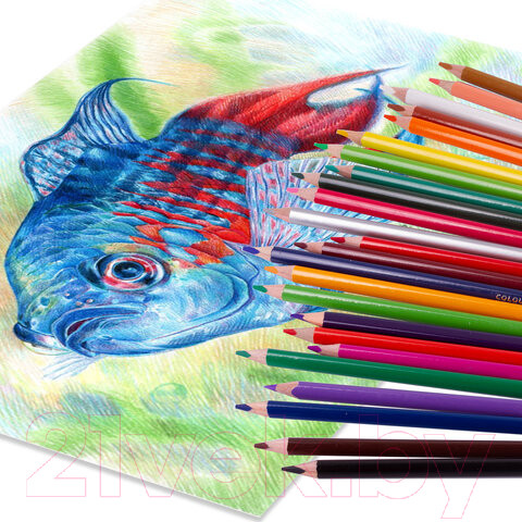 Изображение товара Набор цветных карандашей Brauberg Premium / 181654 (36цв)