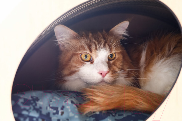 Изображение товара Домик-когтеточка Чешир Эскимос (коричневый)