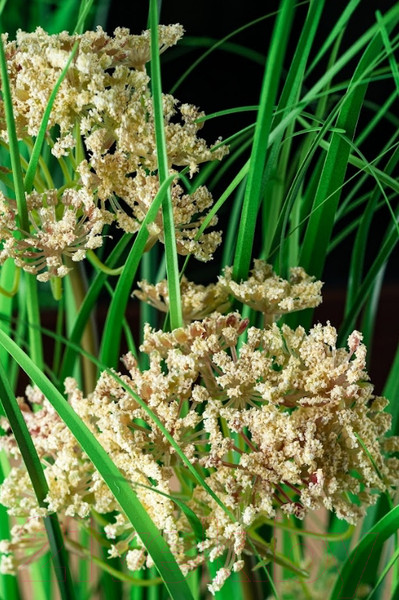 Изображение товара Искусственное растение Merry Bear Home Decor Микс трава-валериана лекарственная / KD4025-76-22