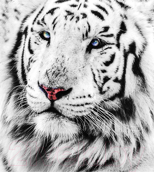 Изображение товара Шторка-занавеска для ванны JoyArty Белый тигр / sc_12734