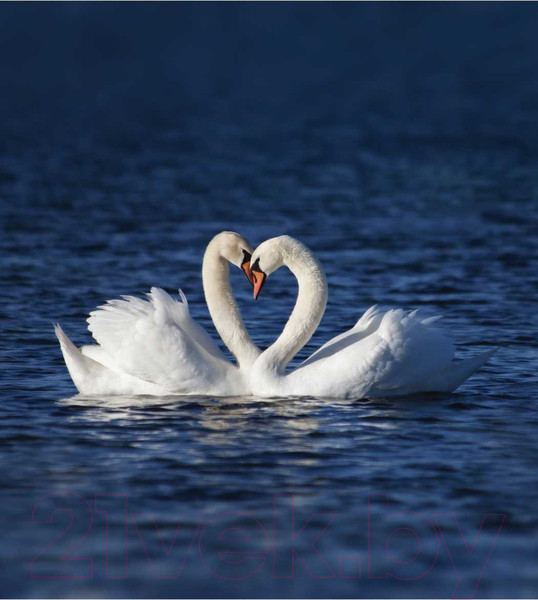 Изображение товара Шторка-занавеска для ванны JoyArty Любовь лебедей / sc_79748