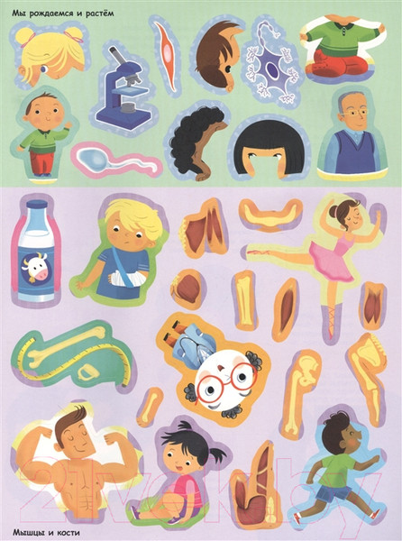 Изображение товара Развивающая книга Эксмо Тело человека (Пеллегрино Ф.)