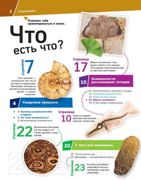 Изображение товара Энциклопедия Эксмо Окаменелости. Летопись в камне (Баур М.)