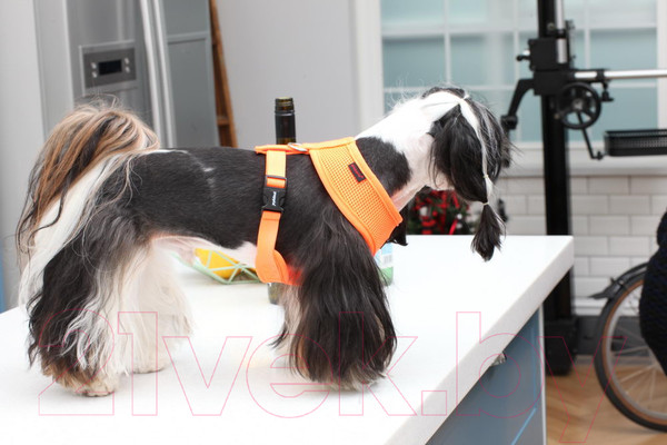 Изображение товара Шлея-жилетка для животных Puppia Neon Soft / PAPA-AC1325-OR-XL (оранжевый)