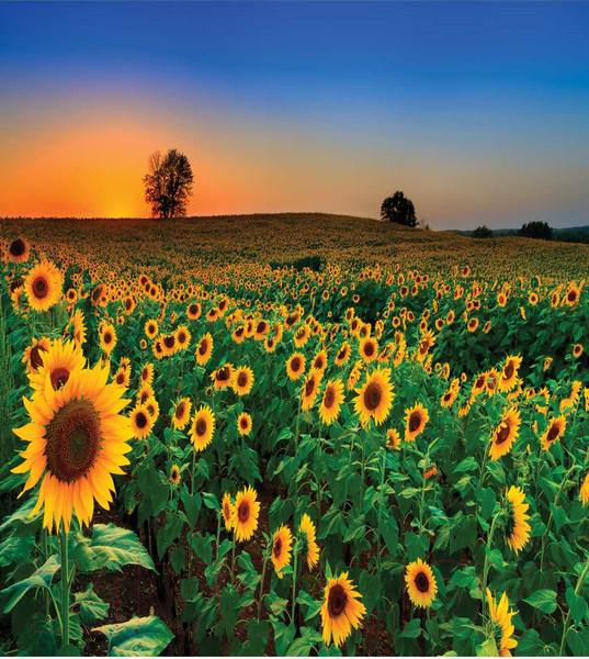 Изображение товара Наволочка декоративная JoyArty Край подсолнухов / sl_8250