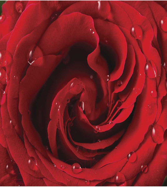 Изображение товара Наволочка декоративная JoyArty Алые розы / sl_8245