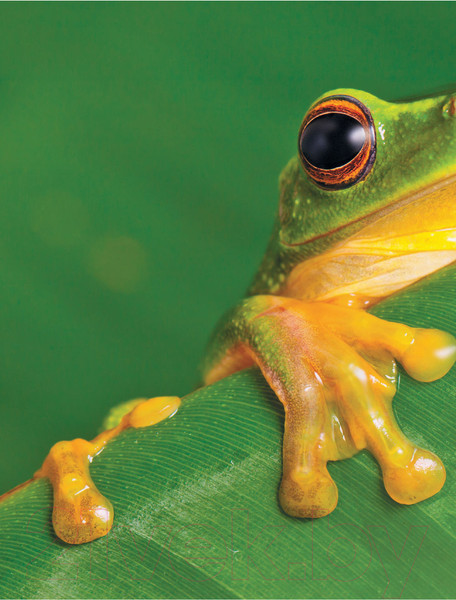 Изображение товара Энциклопедия АСТ Животные (Джонсон Дж.)