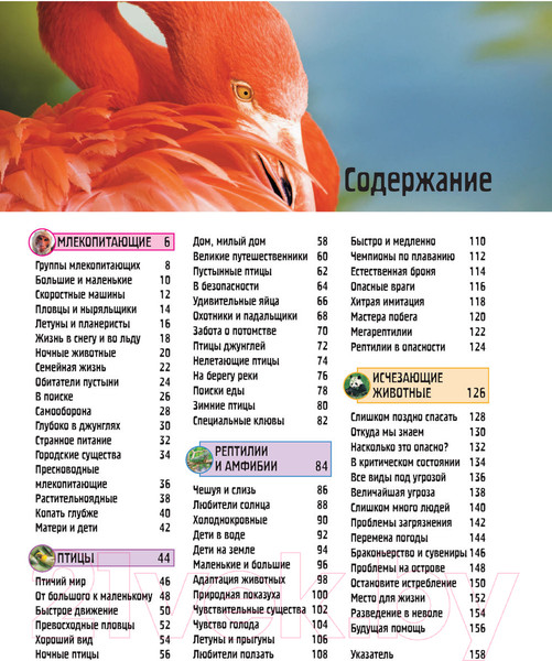 Изображение товара Энциклопедия АСТ Животные (Джонсон Дж.)