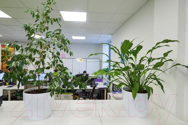 Изображение товара Кашпо Lamela Magnolia LA204-05 (белый)