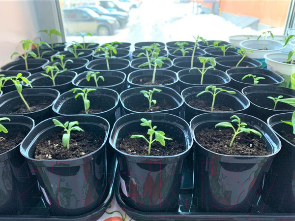 Изображение товара Набор горшков для рассады Ingreen Smart Solution / ING6034 ЧР