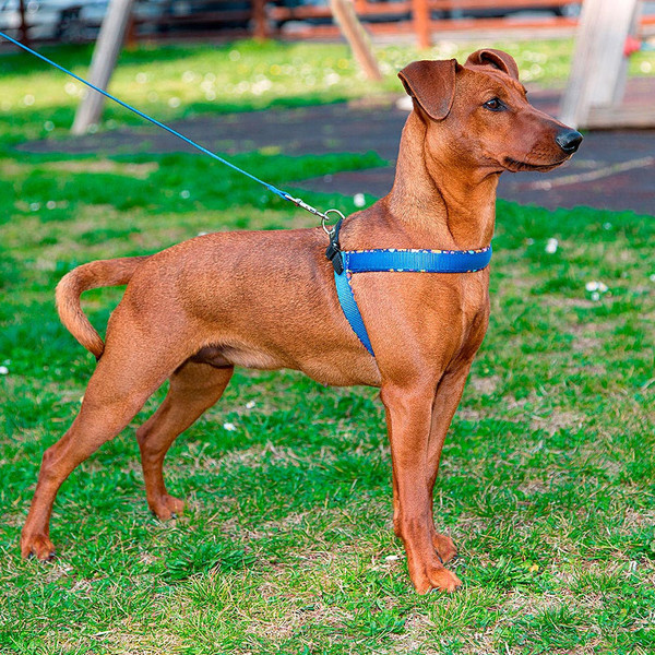 Изображение товара Шлея Ferplast Agila Fantasy 3 (синий)