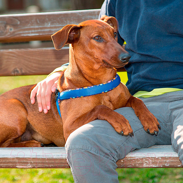 Изображение товара Шлея Ferplast Agila Fantasy 3 (синий)