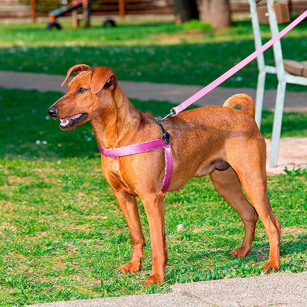 Изображение товара Шлея Ferplast Agila Fantasy 4 (розовый)