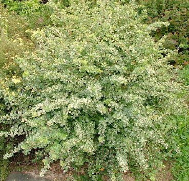 Изображение товара Саженец кустарника Красный клен Барбарис тунберга Green Ornament (30-40см)