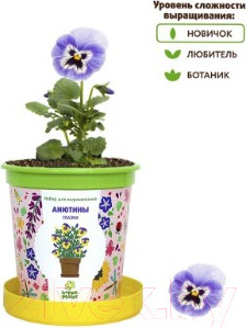 Изображение товара Набор для выращивания растений Happy Plant Анютины глазки / hpn-9
