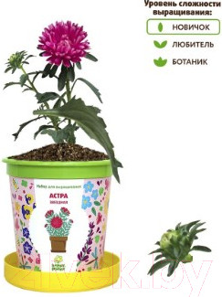Изображение товара Набор для выращивания растений Happy Plant Астра звездная / hpn-6