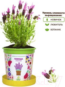 Изображение товара Набор для выращивания растений Happy Plant Лаванда ароматная / hpn-15
