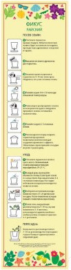 Изображение товара Набор для выращивания растений Happy Plant Фикус райский / hpn-12