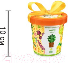 Изображение товара Набор для выращивания растений Happy Plant Фикус райский / hpn-12