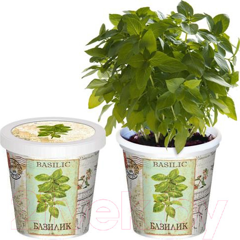 Изображение товара Набор для выращивания растений Rostokvisa Базилик / b1482