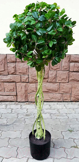 Изображение товара Искусственное растение ForGarden Дерево Chinese Ficus / FGN BF01703