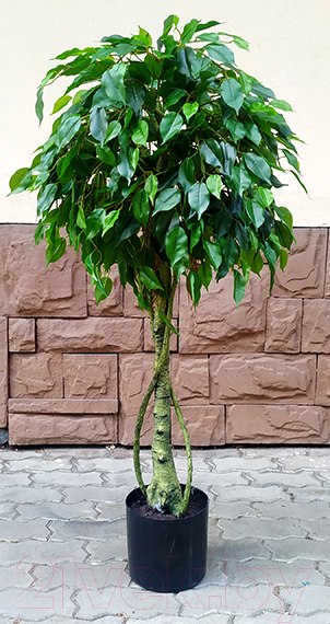Изображение товара Искусственное растение ForGarden Дерево Ficus / FGN BF01693