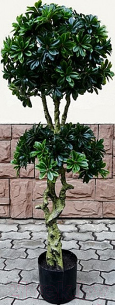 Изображение товара Искусственное растение ForGarden Дерево Pittisporum Double / FGN BF01699