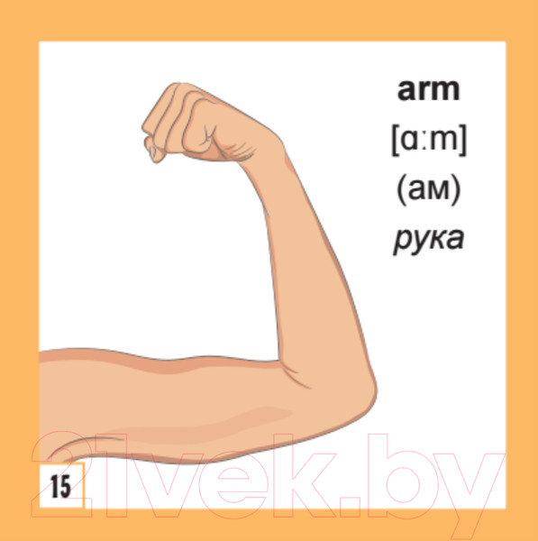 Изображение товара Развивающие карточки Питер 500 самых нужных английских слов и фраз (с русской транскрипцией)