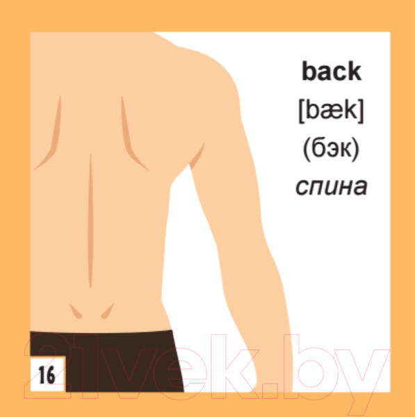 Изображение товара Развивающие карточки Питер 500 самых нужных английских слов и фраз (с русской транскрипцией)