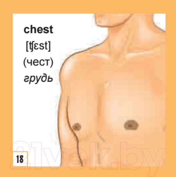 Изображение товара Развивающие карточки Питер 500 самых нужных английских слов и фраз (с русской транскрипцией)