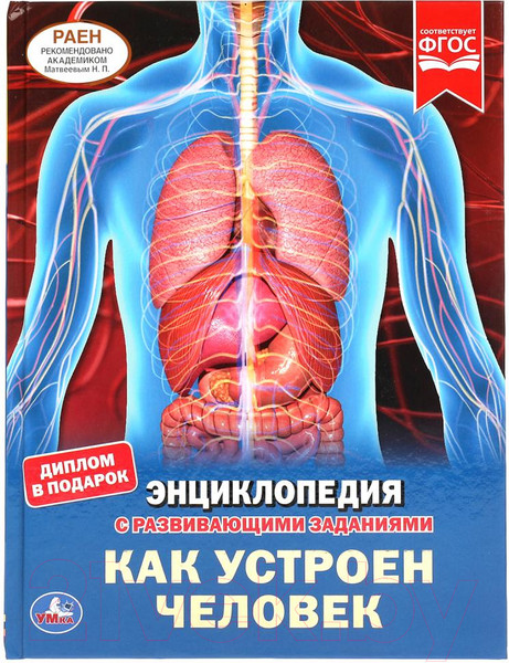 Изображение товара Энциклопедия Умка Как устроен человек с развивающими заданиями