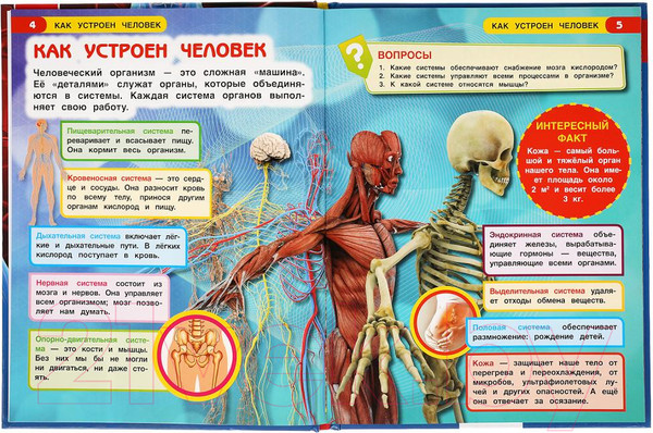 Изображение товара Энциклопедия Умка Как устроен человек с развивающими заданиями