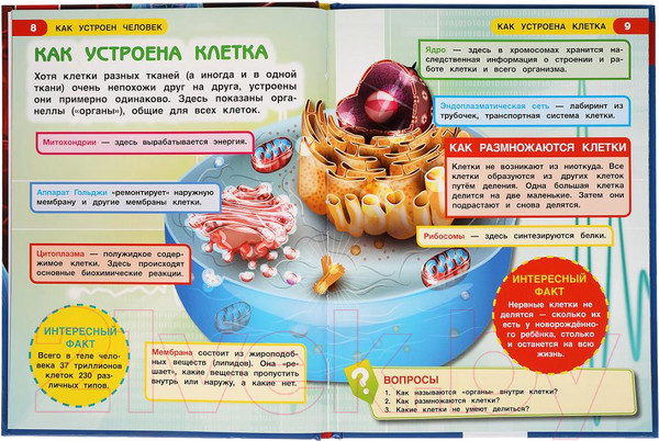 Изображение товара Энциклопедия Умка Как устроен человек с развивающими заданиями